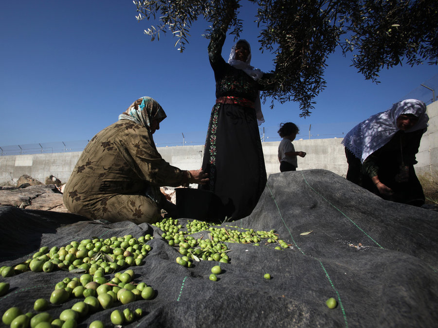 The Olive Harvest In The West Bank Palestine The Excellence Center 