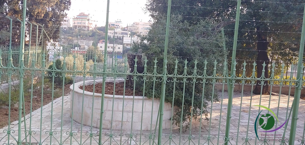 The Oak of Ibrahim in Hebron